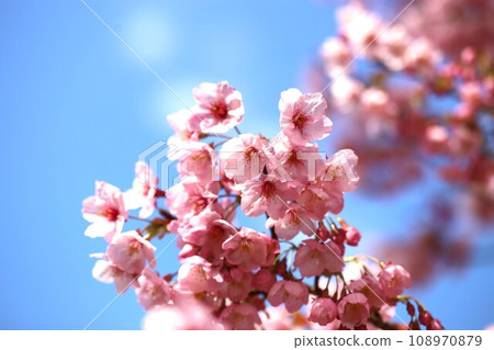 藍天和陽光櫻花 藍天和陽光櫻花 108970879