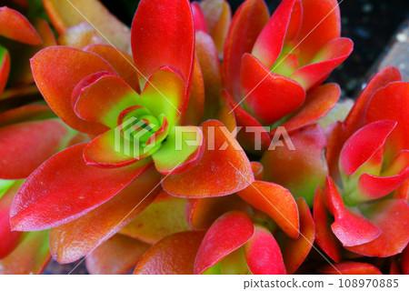 red echeveria 108970885