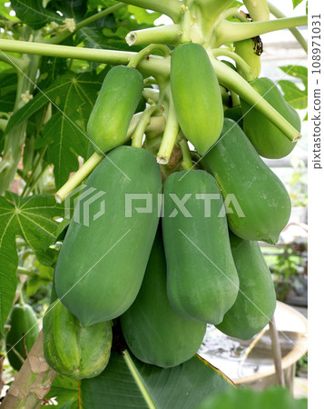 A papaya tree full of fruit A papaya tree full of fruit 108971031