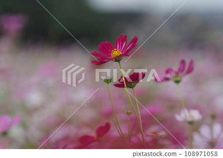 red cosmos in a cosmos field red cosmos in a cosmos field 108971058