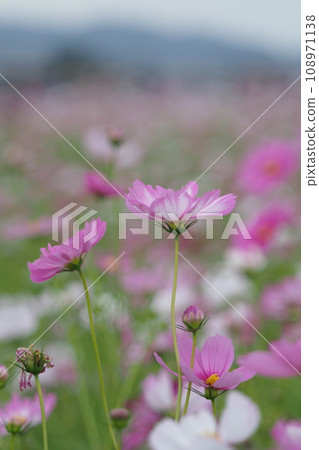 宇宙田裡的粉紅色花朵 108971138