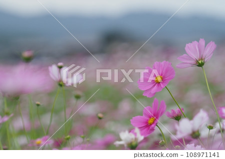 波斯菊領域的粉紅色波斯菊 108971141