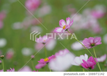 已經開始綻放的波斯菊田裡的粉紅花朵 108971142