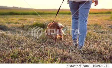Happy cocker spaniel dog runs on leash near woman in dry field at sunset time owner walks running red-haired dog companion in rural park woman with healthy dog in evening park field closeup Happy cocker spaniel dog runs on leash near woman in dry field at sunset time owner walks running red-haired dog companion in rural park woman with healthy dog in evening park field closeup 108971210