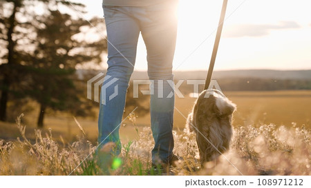 Cute cocker spaniel dog waves tail walking with owner along field grass at sunset man walks dedicated small dog on leash in summer park owner with spaniel enjoys walk across wild park closeup Cute cocker spaniel dog waves tail walking with owner along field grass at sunset man walks dedicated small dog on leash in summer park owner with spaniel enjoys walk across wild park closeup 108971212
