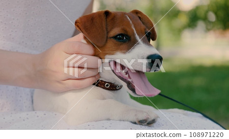 Woman sits on bench and strokes Jack Russell Terrier during walk. Lady plays with cute Jack Russell Terrier on stroll enjoying warm day. Jack Russell Terrier rests on owner lap at delightful walk Woman sits on bench and strokes Jack Russell Terrier during walk. Lady plays with cute Jack Russell Terrier on stroll enjoying warm day. Jack Russell Terrier rests on owner lap at delightful walk 108971220