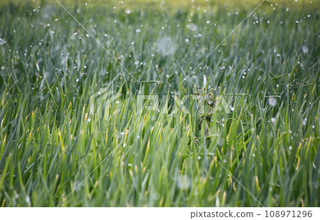 Onion field covered in snow 108971296