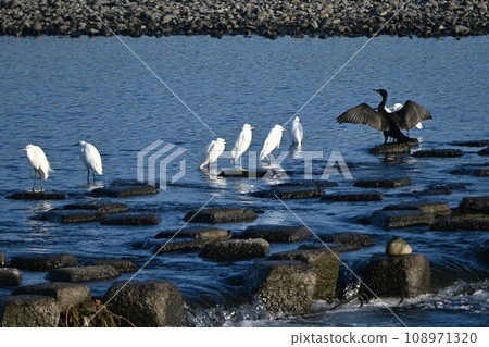 Background material of a flock of white egrets flying in a river/wild birds Background material of a flock of white egrets flying in a river/wild birds 108971320