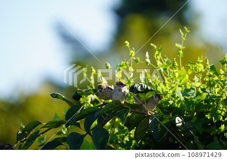 Sparrows connected to tree vines Sparrows connected to tree vines 108971429