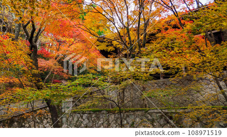 播州清水寺秋葉 播州清水寺秋葉 108971519