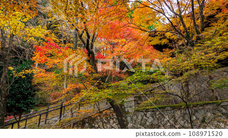 播州清水寺秋葉 播州清水寺秋葉 108971520