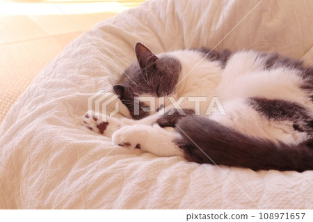 睡得很舒服的八爪貓 108971657