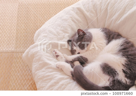 睡得很舒服的蜜蜂貓 108971660