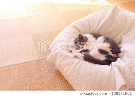 一隻可愛的蜂貓舒服地睡在墊子上 108971661