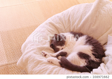 可愛的八件貓咪在墊子上睡得很香 108971662