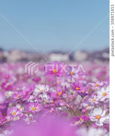 Cosmos field (Fujiwara Palace ruins) 108971853