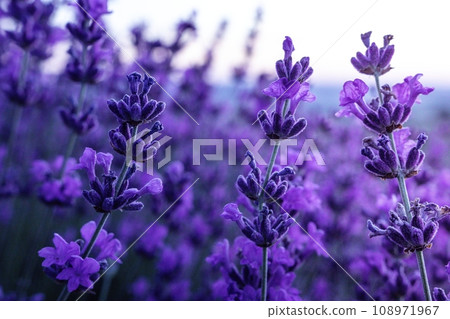 Lavender flower field closeup on sunset, fresh purple aromatic flowers for natural background. Design template for lifestyle illustration. Violet lavender field in Provence, France. Lavender flower field closeup on sunset, fresh purple aromatic flowers for natural background. Design template for lifestyle illustration. Violet lavender field in Provence, France. 108971967