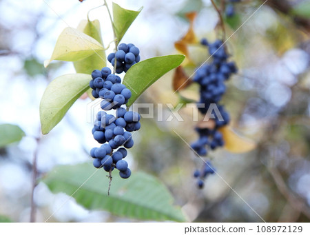 Fruit of Aotutsurafuji 108972129