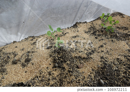 Overwintering peas 108972211