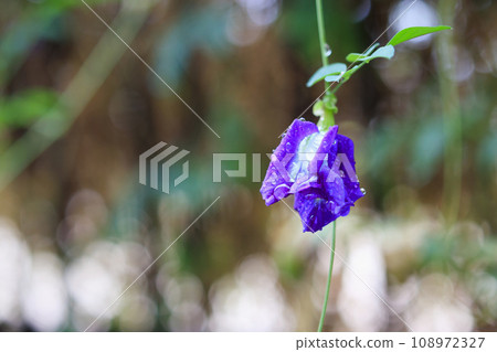 close up blue butterfly pea flower in the garden 108972327