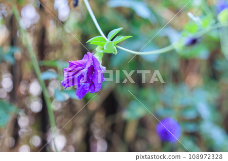 close up blue butterfly pea flower in the garden close up blue butterfly pea flower in the garden 108972328