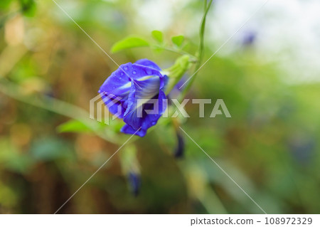 close up blue butterfly pea flower in the garden close up blue butterfly pea flower in the garden 108972329