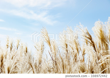 Golden pampas grass swaying against the blue sky Golden pampas grass swaying against the blue sky 108972442