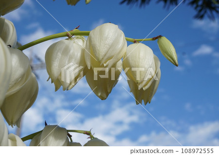 龍舌蘭花看起來像燈籠 108972555