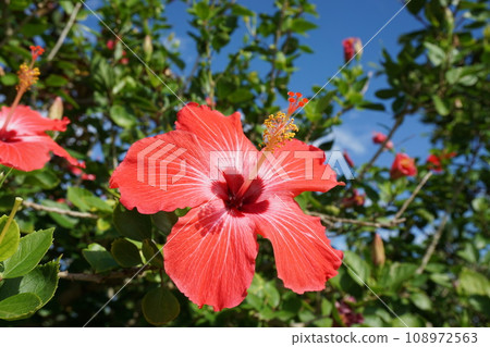 具有熱帶形象的花朵 108972563