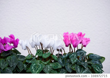 Cyclamen flowers in a pot, mini cyclamen in a pot, pink and white garden cyclamen Cyclamen flowers in a pot, mini cyclamen in a pot, pink and white garden cyclamen 108972715