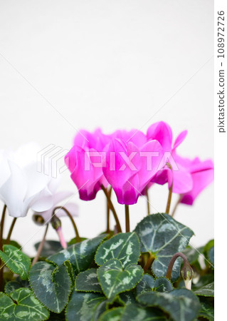 盆中的仙客來花、盆裡的迷你仙客來、粉紅色和白色的花園仙客來 盆中的仙客來花、盆裡的迷你仙客來、粉紅色和白色的花園仙客來 108972726