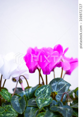 盆中的仙客來花、盆裡的迷你仙客來、粉紅色和白色的花園仙客來 108972727