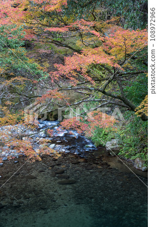 The scenery of the Dakema Valley, where you can be healed by the natural scenery of the clear stream and autumn leaves in early autumn The scenery of the Dakema Valley, where you can be healed by the natural scenery of the clear stream and autumn leaves in early autumn 108972966