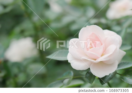 Rose Cute autumn white rose flower that blooms in all seasons Aspirin Rose Spring Autumn Rose Cute autumn white rose flower that blooms in all seasons Aspirin Rose Spring Autumn 108973305