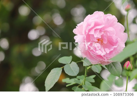 Rose Cute autumn pink rose that blooms in all seasons Mary Rose Spring Autumn Rose Cute autumn pink rose that blooms in all seasons Mary Rose Spring Autumn 108973306