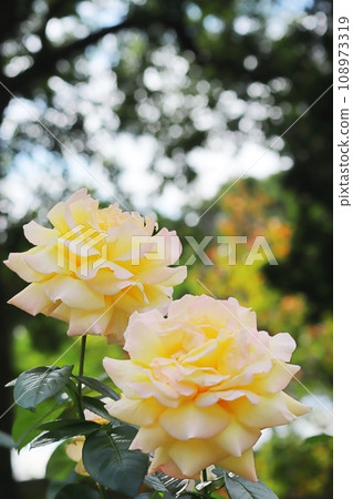 Rose flower piece vertical spring autumn 108973319