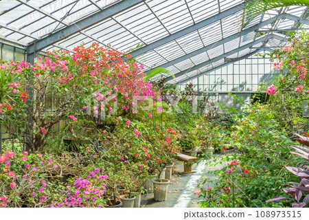 明亮的溫室圖像 108973515