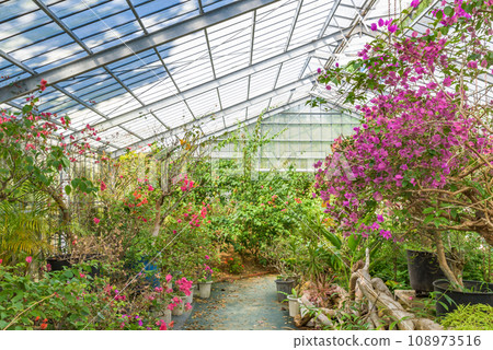 明亮的溫室圖像 108973516