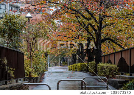 秋葉巔峰的目黑川櫻花樹 | 潮濕的天氣 | 東京都目黑區 108973570