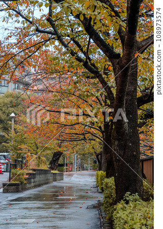 Meguro River cherry blossom trees at the peak of autumn leaves | Moist weather | Meguro-ku, Tokyo Meguro River cherry blossom trees at the peak of autumn leaves | Moist weather | Meguro-ku, Tokyo 108973574