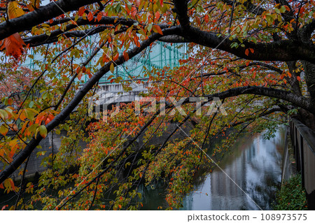 秋葉巔峰的目黑川櫻花樹 | 潮濕的天氣 | 東京都目黑區 秋葉巔峰的目黑川櫻花樹 | 潮濕的天氣 | 東京都目黑區 108973575