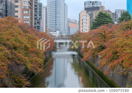 Meguro River cherry blossom trees at the peak of autumn leaves | Moist weather | Meguro-ku, Tokyo Meguro River cherry blossom trees at the peak of autumn leaves | Moist weather | Meguro-ku, Tokyo 108973580