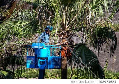 A landscaper uses an aerial work vehicle to cut down the branches of a tall palm tree. A landscaper uses an aerial work vehicle to cut down the branches of a tall palm tree. 108973623