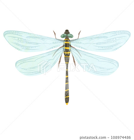 Hand drawn watercolor style illustration of dragonfly 108974486