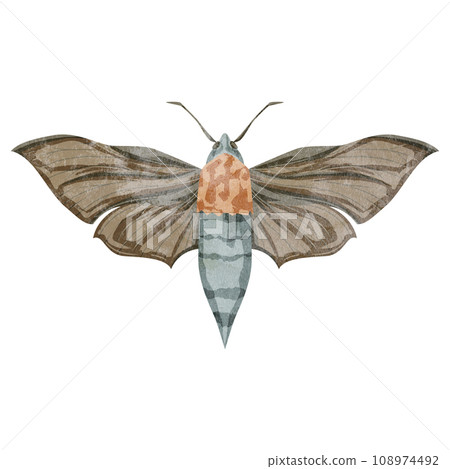 Hand drawn watercolor style illustration of moth 108974492