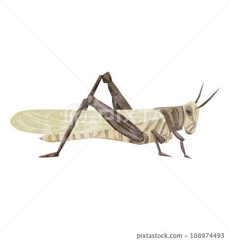 Hand drawn watercolor style illustration of grasshopper Hand drawn watercolor style illustration of grasshopper 108974493