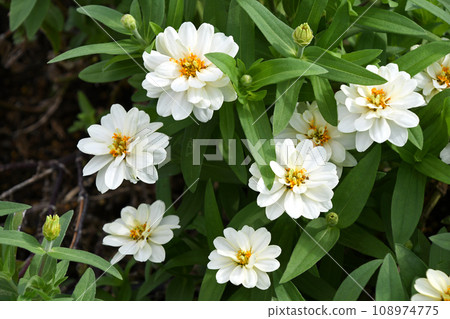 膜翅目(穀物草) 膜翅目(穀物草) 108974775