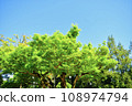 Plant 108974794