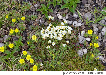 北海道大雪山的岩梅和美山金梅等高山植物群落 北海道大雪山的岩梅和美山金梅等高山植物群落 108974891