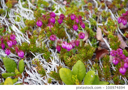 Colony of Ezonotsugazakura, an alpine plant in Daisetsuzan, Hokkaido Colony of Ezonotsugazakura, an alpine plant in Daisetsuzan, Hokkaido 108974894